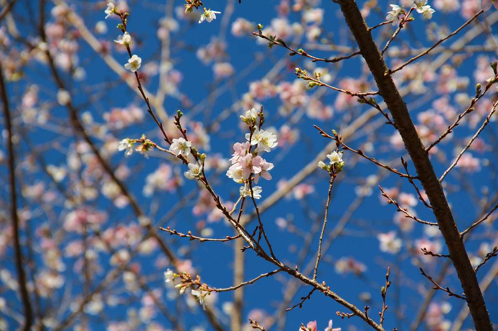 紅葉と四季桜_c0265095_15302161.jpg