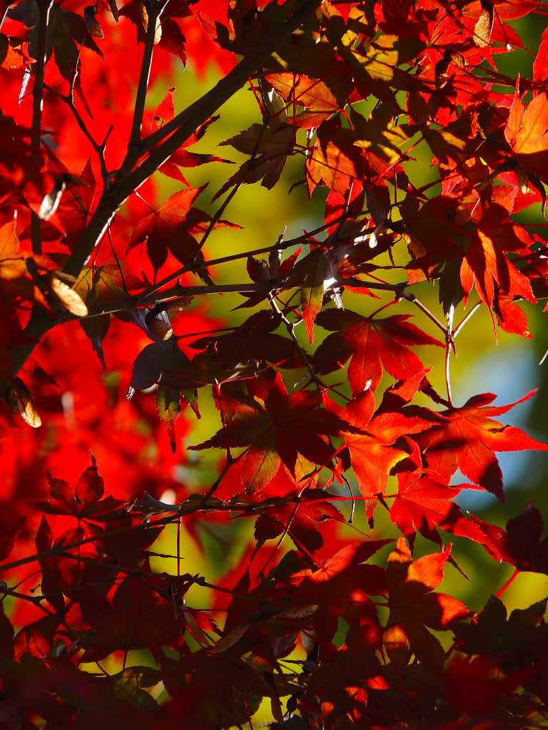 紅葉と四季桜_c0265095_1530597.jpg