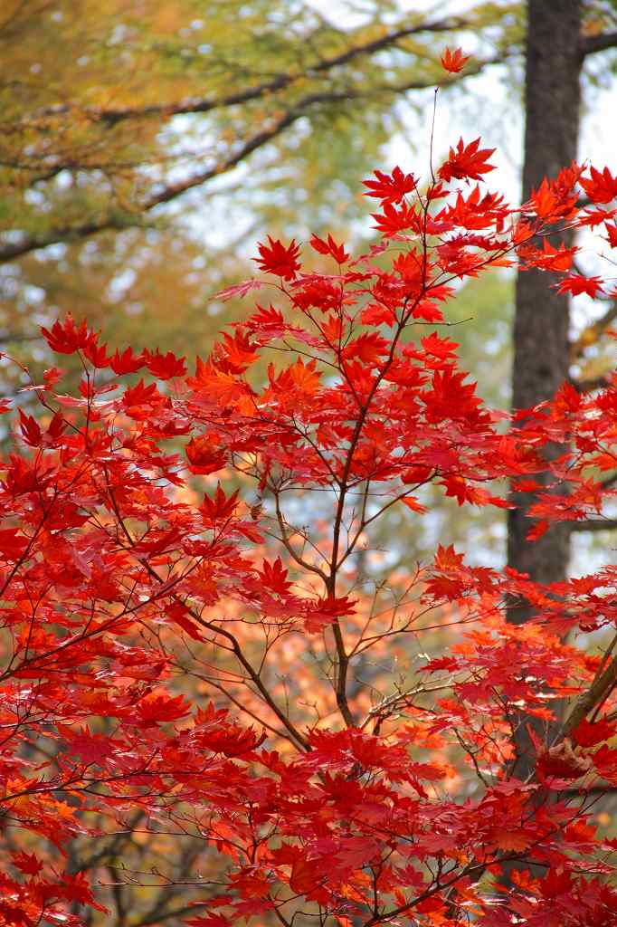 天空紅葉_c0265095_15504650.jpg