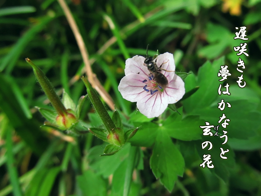 道草フォト５７５ その215 遅咲きの花 忘れ得ぬ人々 道草ノート