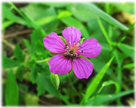 道草フォト５７５ その215 遅咲きの花 忘れ得ぬ人々 道草ノート