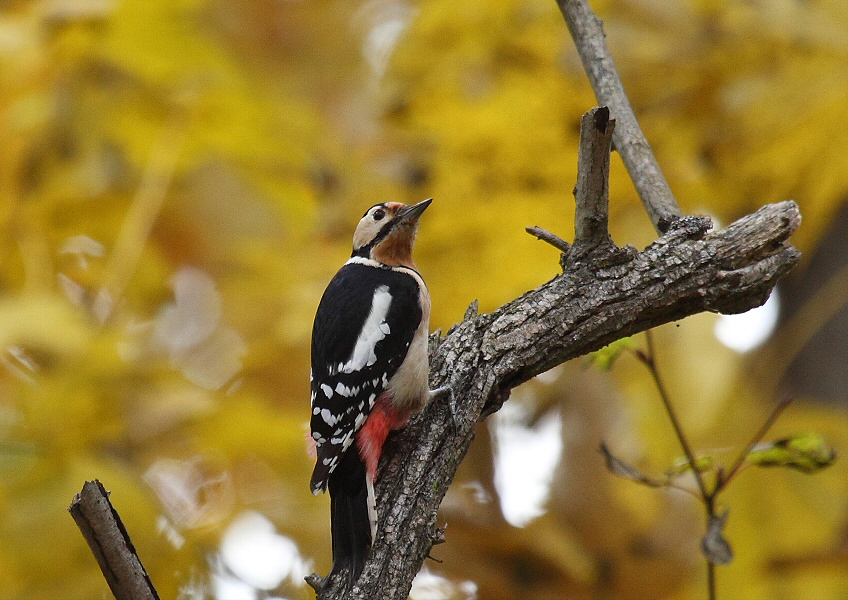 イチョウを背景に・・アカゲラ_c0113597_14323547.jpg