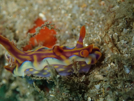 e0115199_153749100.jpg