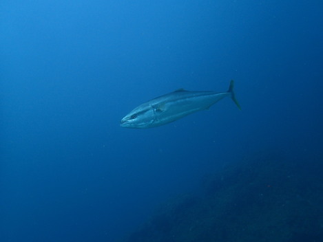 e0115199_15375213.jpg