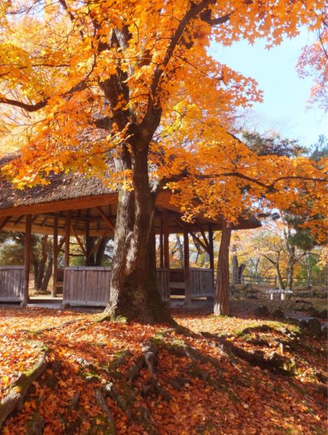 小諸市懐古園の紅葉情報（小諸市ホームページよりH251013～H251114これが最終です）_e0304702_11372215.jpg