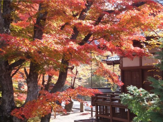 小諸市懐古園の紅葉情報（小諸市ホームページよりH251013～H251114これが最終です）_e0304702_11373620.jpg