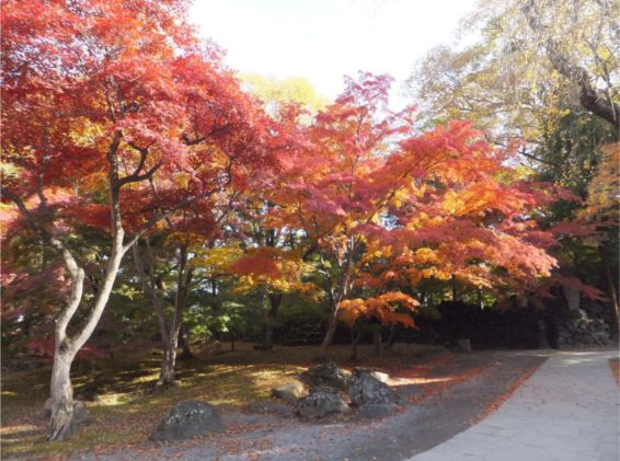 小諸市懐古園の紅葉情報（小諸市ホームページよりH251013～H251114これが最終です）_e0304702_1137820.jpg