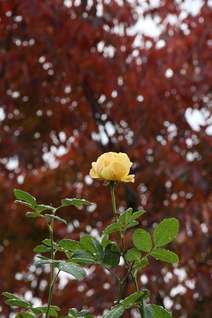 a0123003_9122394.jpg