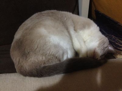 ネコのゴロゴロ_e0239908_21222990.jpg