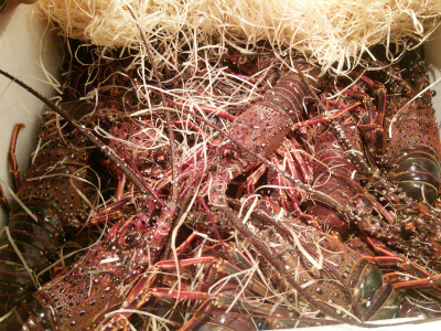 伊勢海老祭り_f0157910_1117372.jpg