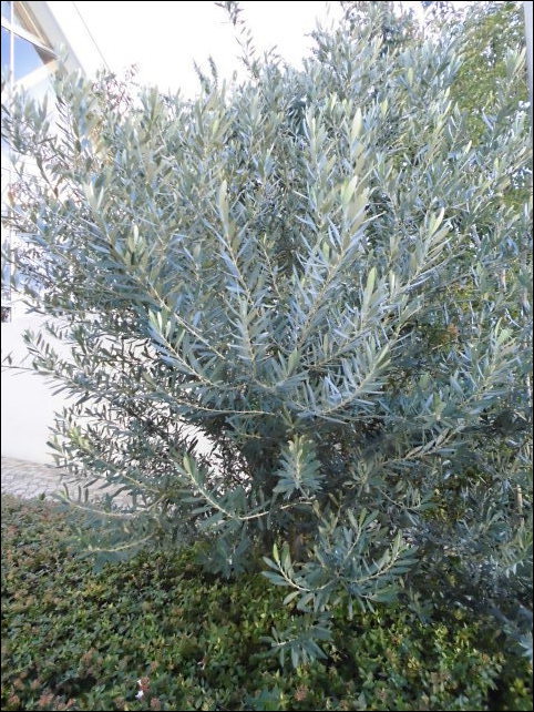 どちらがお好き シルバーリーフ対決 アカシアｖｓオリーブ Natural Gardening