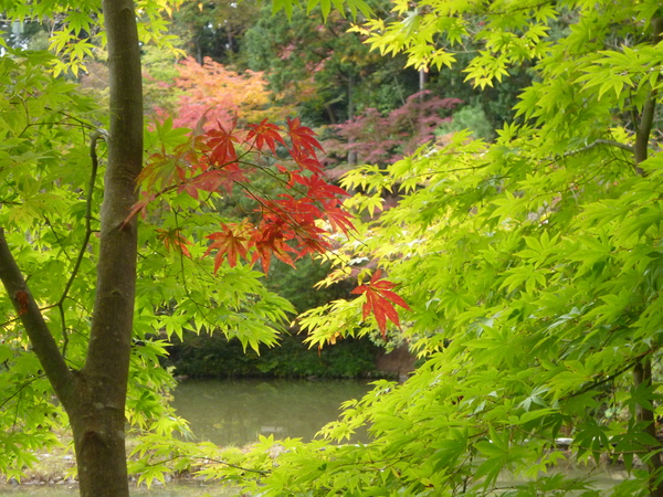 2013年　秋の浄瑠璃寺♪_e0233614_23321819.jpg