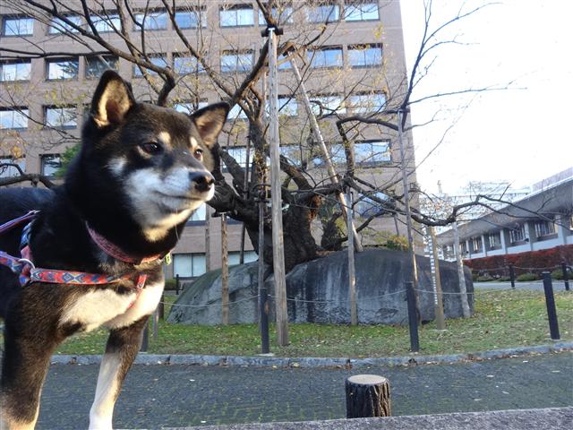 a0127015_11435825.jpg