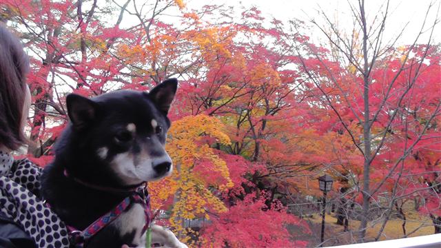 a0127015_11451847.jpg