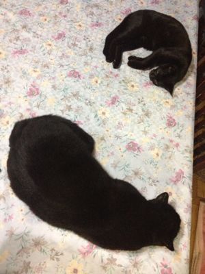 本日の黒猫大小。_f0160325_21265630.jpg