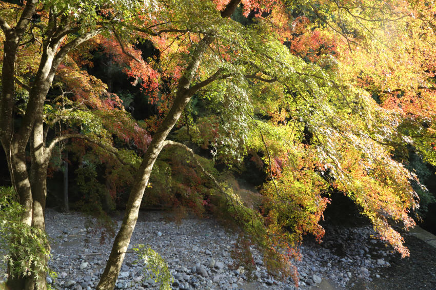 晩秋の県境を行く　_f0017530_22171570.jpg