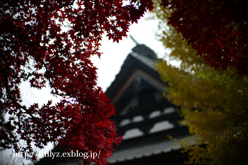 秋の長円寺（１）_d0108132_0593479.jpg