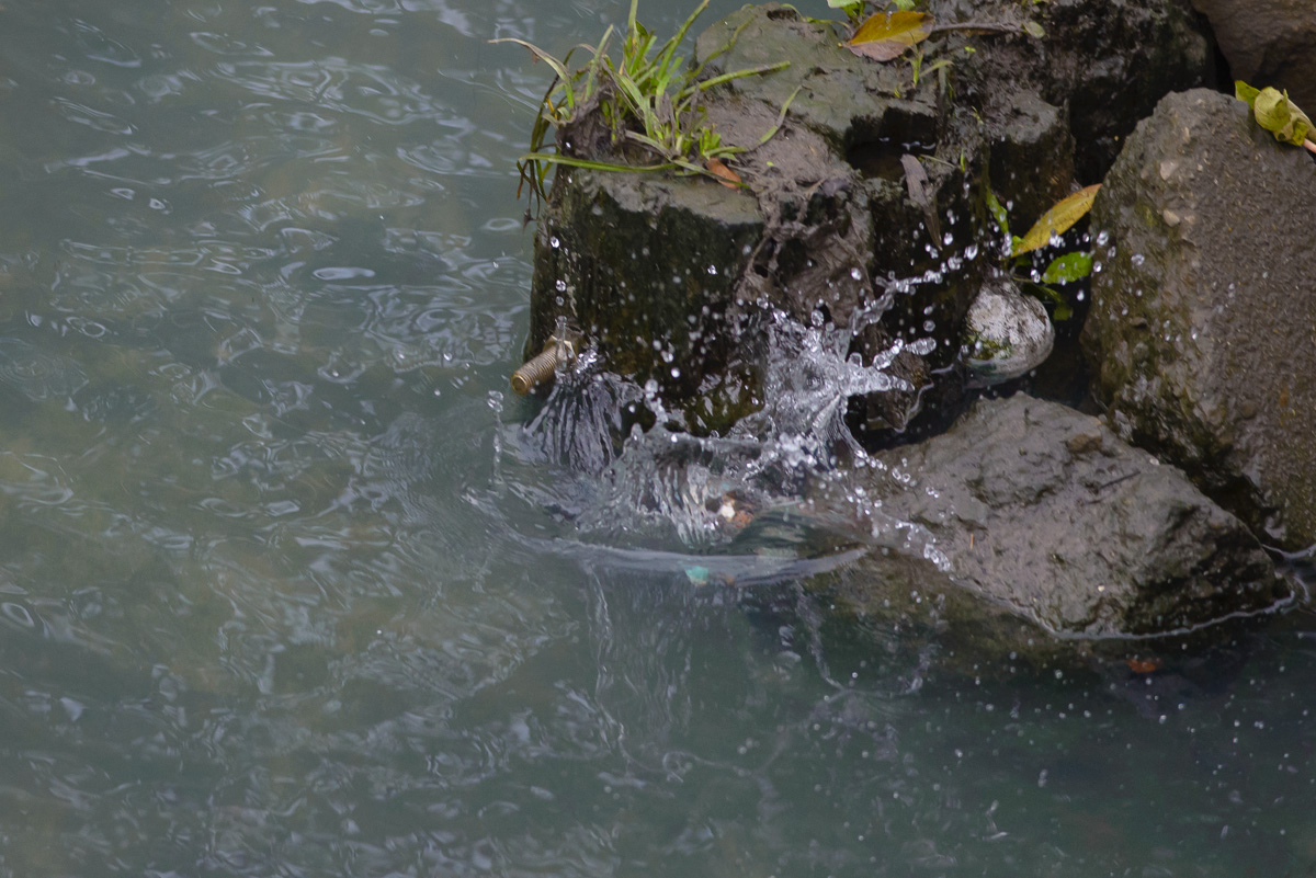 【2013年11月10日撮影】　カワセミ、やっぱり隅っこが好き_d0292540_2313111.jpg