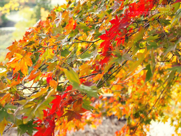 平成25年11月11日（月）　川前地区の紅葉（東松院・いわきの里鬼ヶ城・上桶売観音堂）_f0105342_19323078.jpg