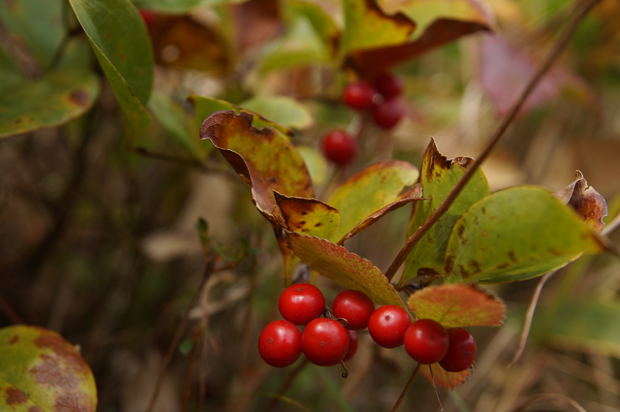 三瓶山紅葉の茶会③_f0214649_20142896.jpg