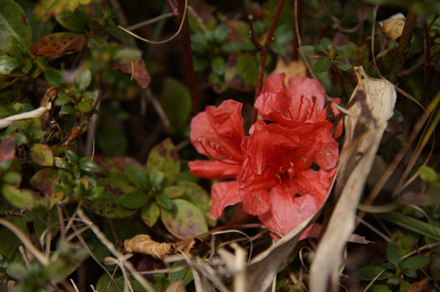 三瓶山紅葉の茶会③_f0214649_20150733.jpg