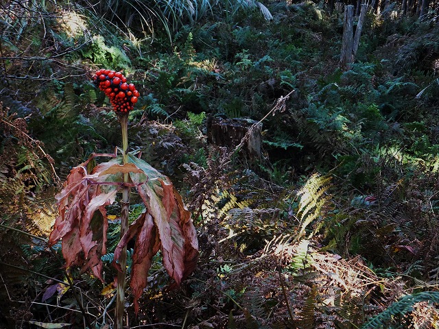 d0048350_20403254.jpg