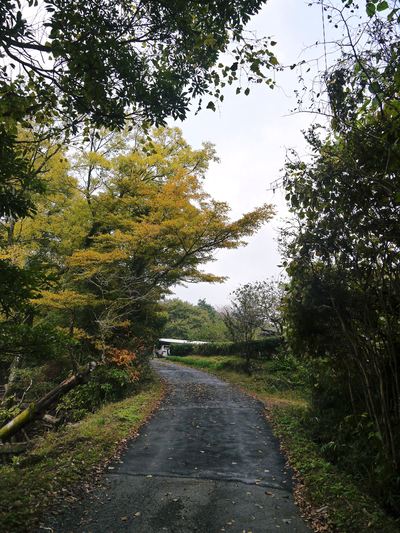 秋の収穫は油断大敵!お化けしいたけとキウイのお話!!_a0254656_17503698.jpg