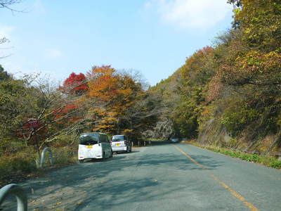 秋の収穫は油断大敵!お化けしいたけとキウイのお話!!_a0254656_1850144.jpg