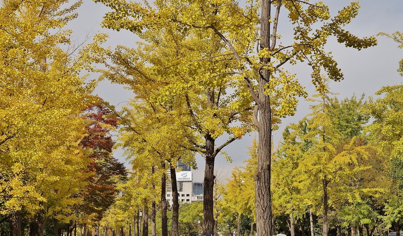 大阪城公園の紅葉_b0063958_19371548.jpg
