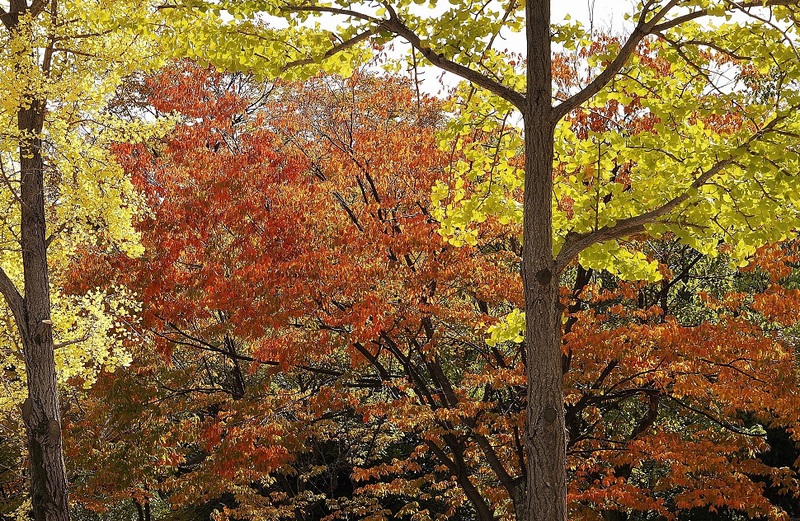 大阪城公園の紅葉_b0063958_19375796.jpg