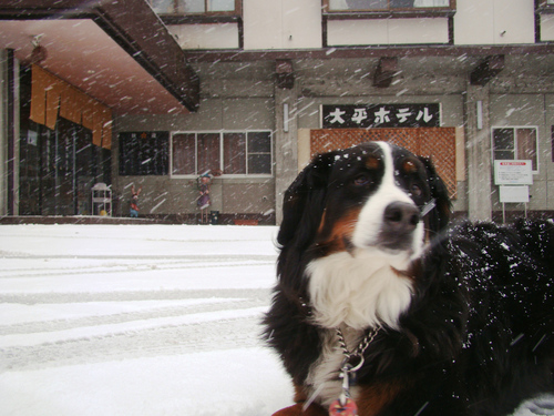 蔵王温泉　初雪！_b0185375_1411419.jpg