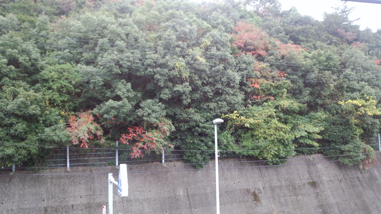 ~ド根性な植物達~_e0332178_15151527.jpg