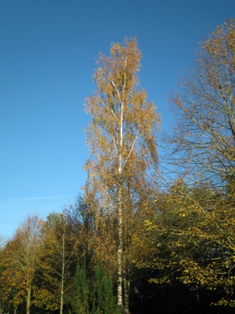 f0141785_20561358.jpg