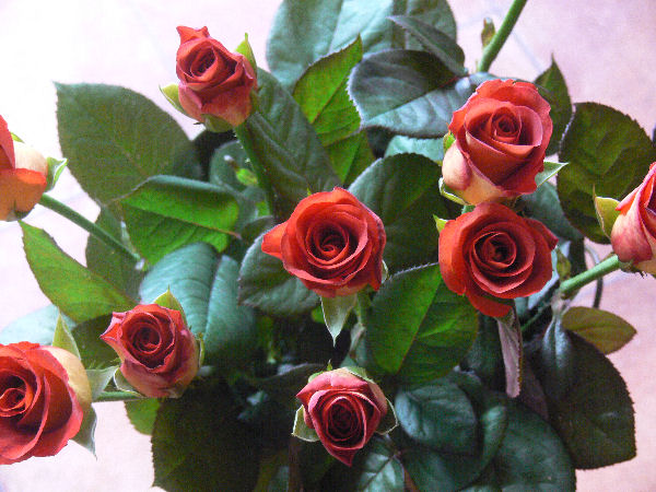 e0140986_1444349.jpg
