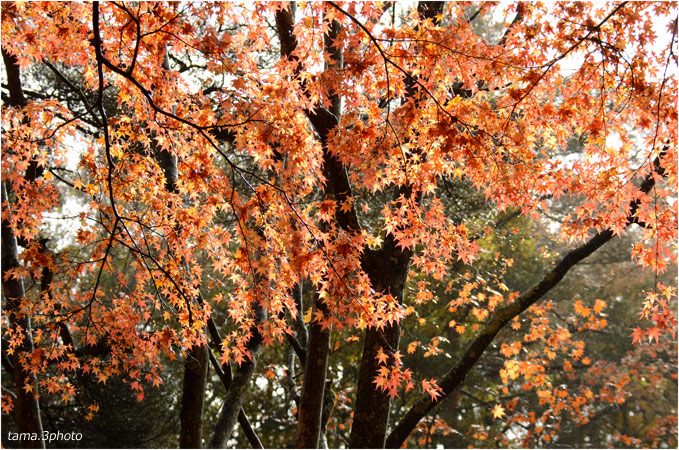 富士山麓・日が当たる紅葉_d0024291_23395486.jpg