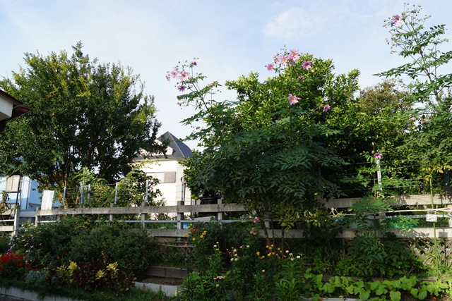 d0181492_23114064.jpg