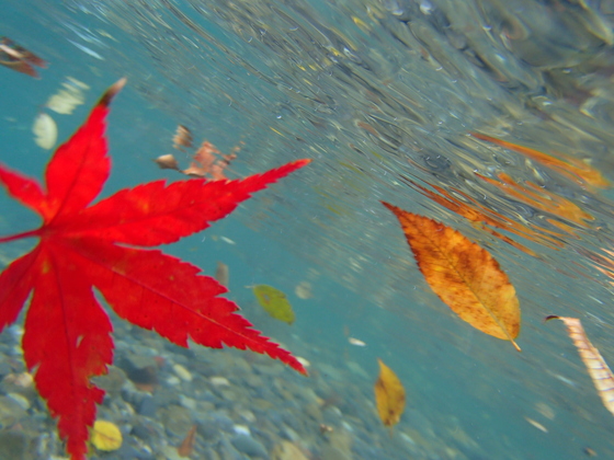 川面から紅葉狩り!神流川渓流ダウンリバー_b0225495_22554683.jpg