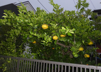 c0125996_13572916.jpg