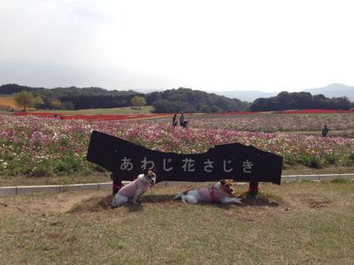 食休み♪  淡路島へ_c0191597_1663044.jpg