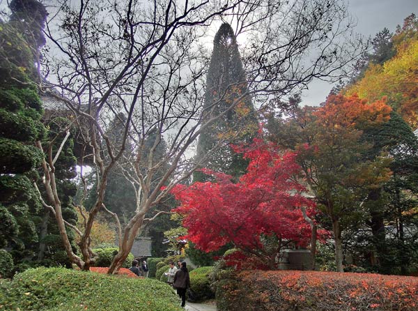 「安楽寺と高野槙」上田市別所温泉の紅葉と五木めぐり_e0269400_14351863.jpg