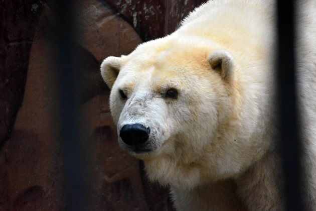 ロシア・ウラル地方 ペルミ動物園でアンデルマが気の強いユムカに手を焼く　～　大物に挑みかかる小娘_a0151913_2338133.jpg