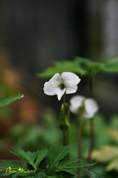 d0025414_9483841.jpg