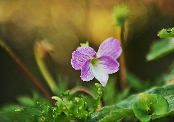 寒さの中で・・・・・肥後スミレ_d0025414_9491295.jpg