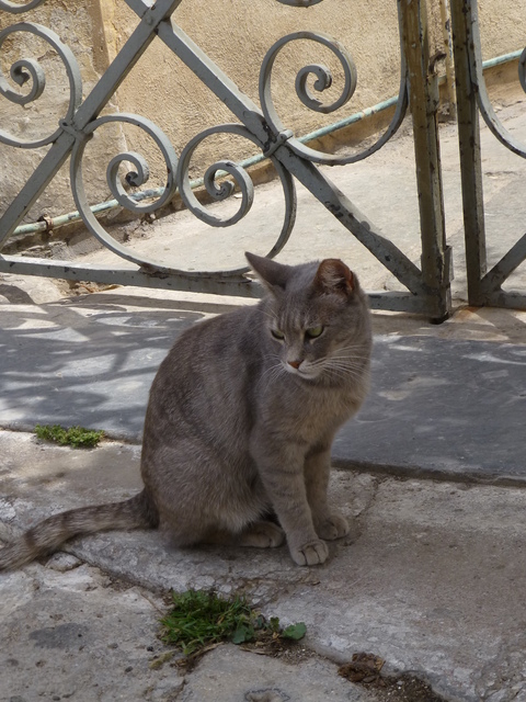 世界の猫 写真館 ギリシャ アテネ編_e0237625_1249132.jpg