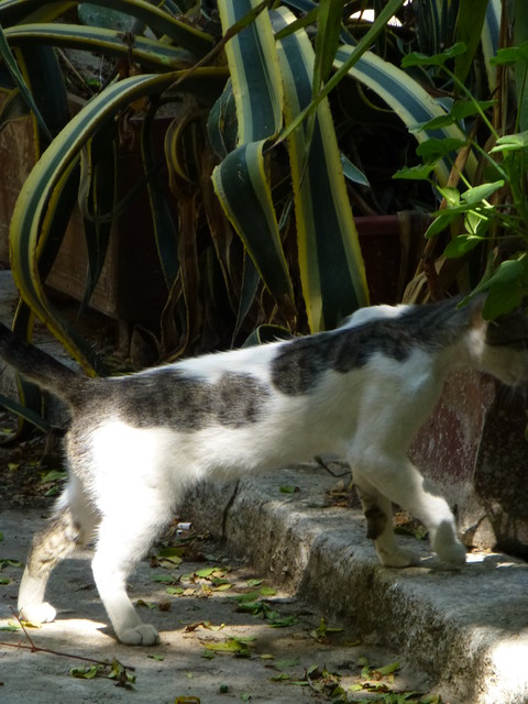 世界の猫 写真館 ギリシャ アテネ編_e0237625_12541240.jpg