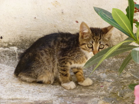 世界の猫 写真館 ギリシャ アテネ編_e0237625_12544459.jpg