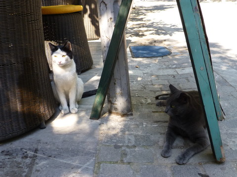 世界の猫 写真館 ギリシャ アテネ編_e0237625_12571711.jpg
