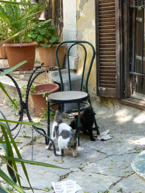 世界の猫 写真館 ギリシャ アテネ編_e0237625_12593454.jpg
