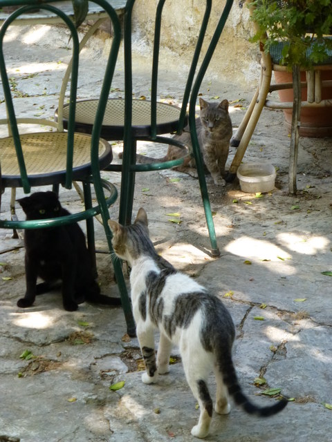 世界の猫 写真館 ギリシャ アテネ編_e0237625_1302238.jpg
