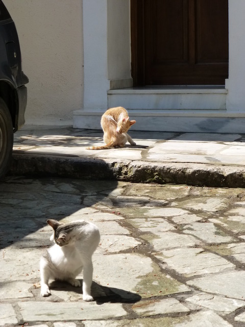 世界の猫 写真館 ギリシャ アテネ編_e0237625_1311771.jpg